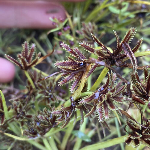 The rediscovered bearded flat sedge.